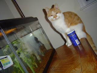 jack is a sweetheart, but the fish don't think so