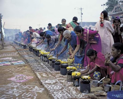 Thai Pongal Festival 2024 in Tamil Nadu