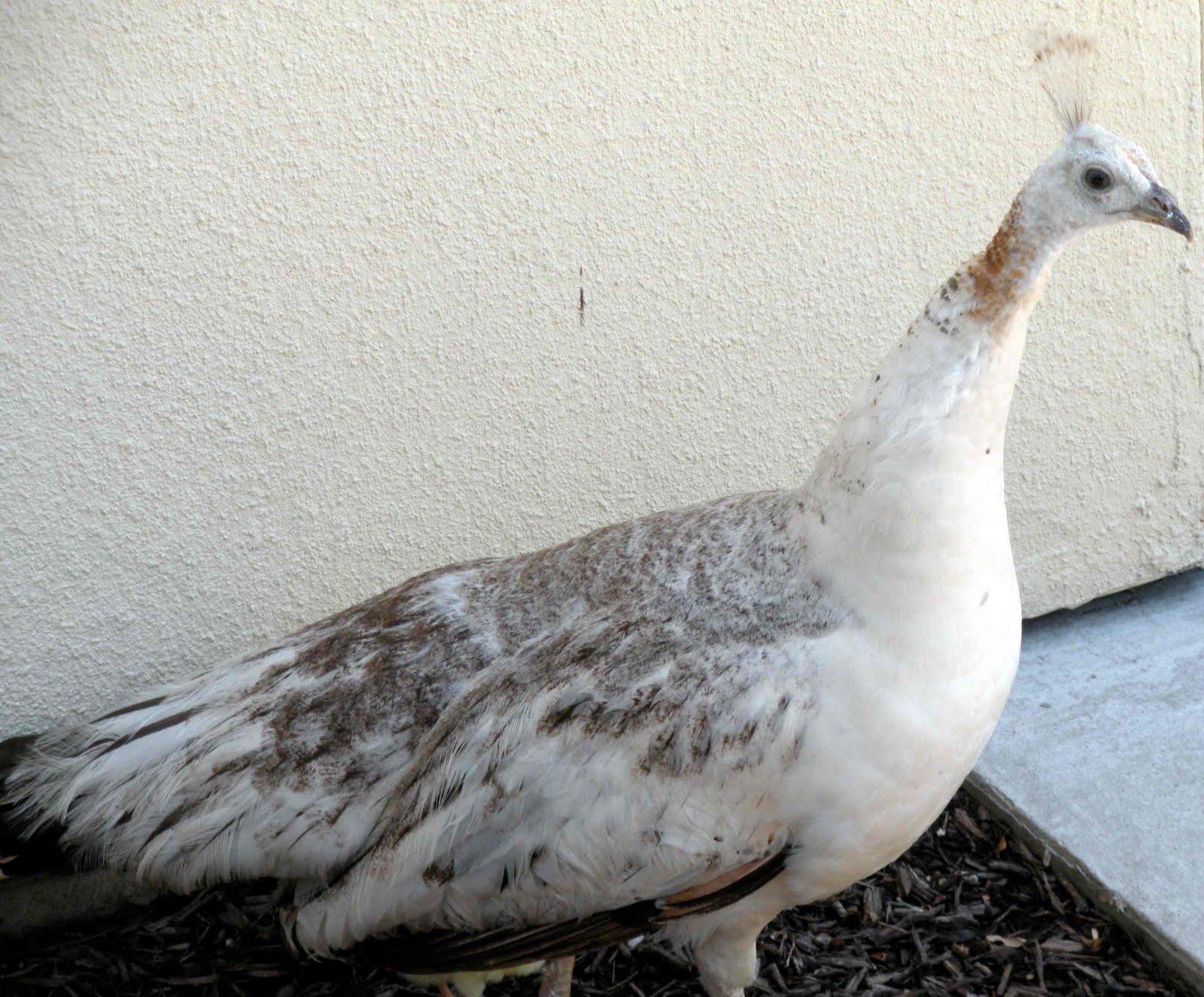 Hyacinths For The Soul Yellow Is For Chicks