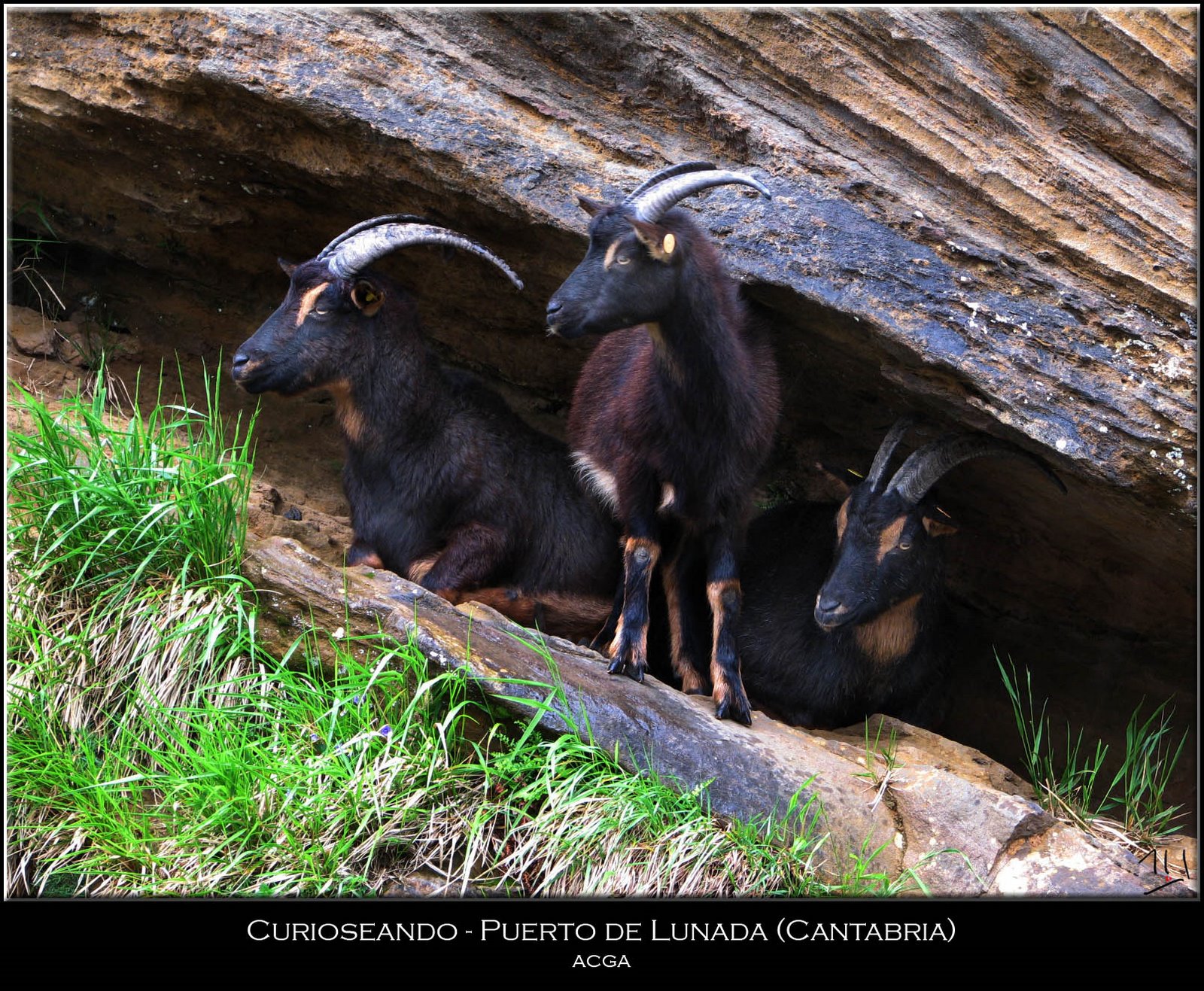 [000+-+080523-C6104+-+Puerto+de+Lunada-Cabras.jpg]