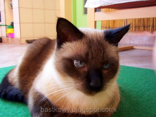Syjamski kot Sznurek spogląda na świat swoimi pięknymi niebieskimi oczami