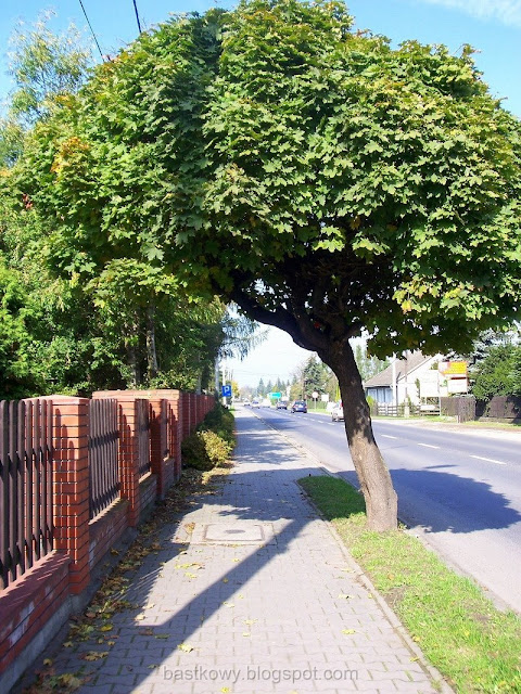 Chodnik wzdłuż ulicy z klonami o barwach jesieni, gdzie cienie drzew rzucają na chodnik ciekawe wzory.