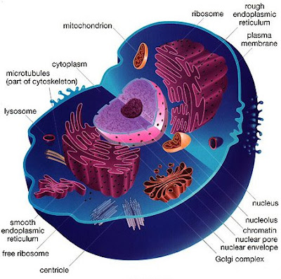 animal cell through a microscope