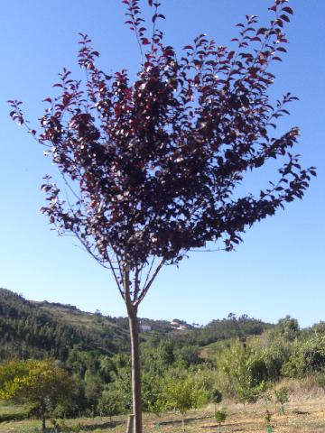 [CIMG4842+menor.jpg]