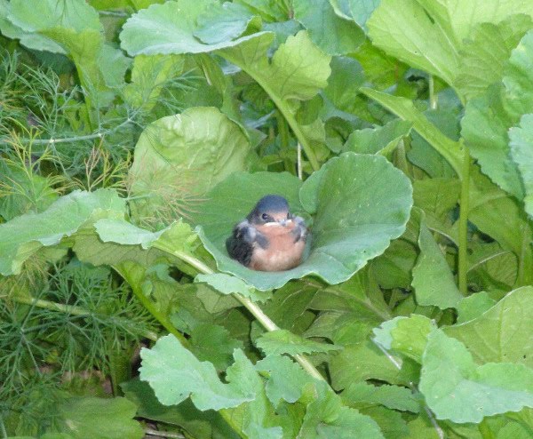 Baby Barn Swallow 16