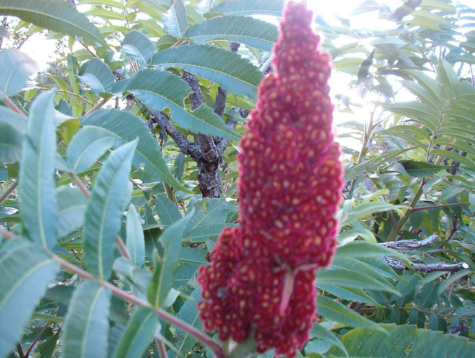 Sumac