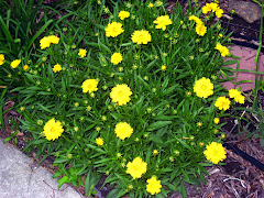 Coreopsis