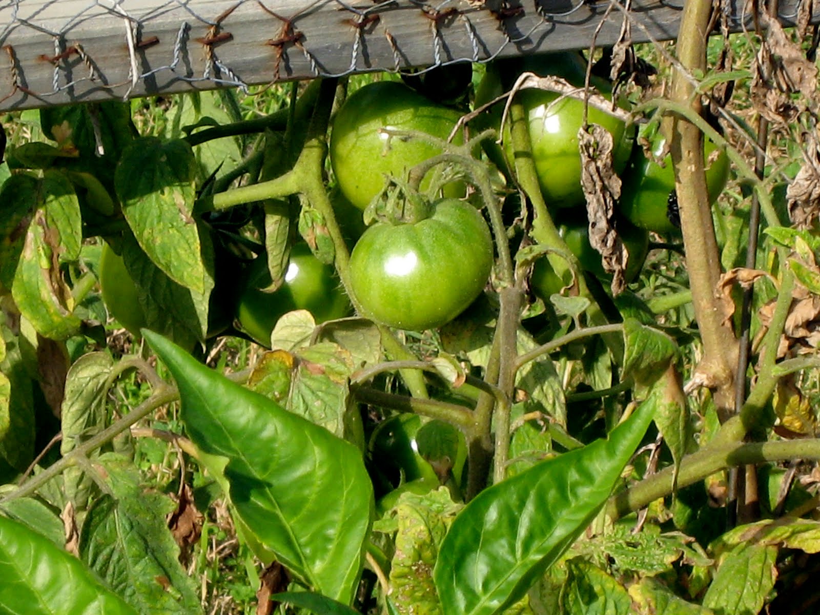 Texas Urban Homestead : How Does Your Garden Grow