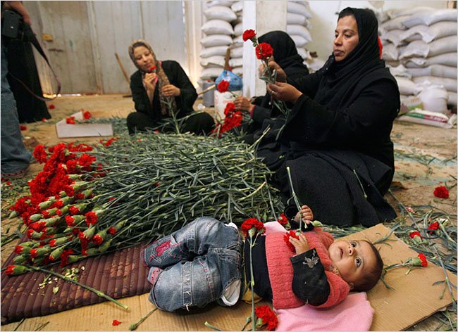 [Gaza+flowers+baby.jpg]