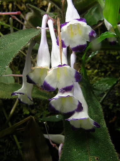 http://2.bp.blogspot.com/_A2GmZY6kvoU/SfNr3OnU7mI/AAAAAAAABKQ/2tUgRsqK1PE/henckelia+qui.jpg