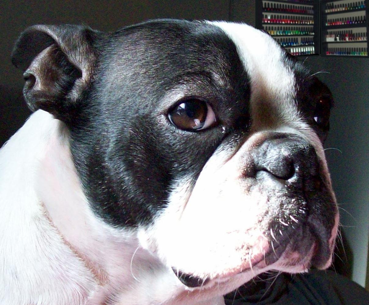 The Manicured Manatee Boston Terrier Rescue Fundraiser