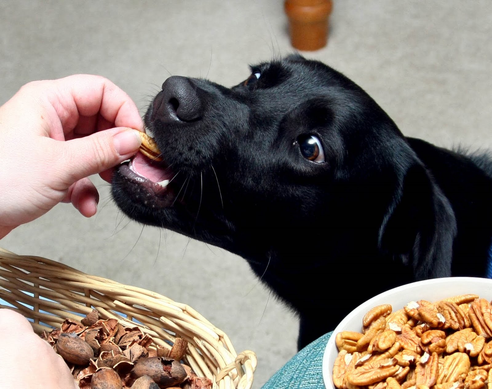 The Creamer Chronicles My dog is nuts!