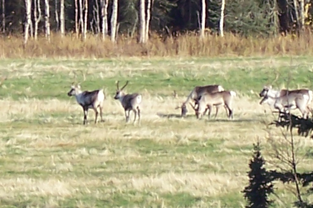 Beaver Creek Cabins & Guide Service Kenai Lowland Herd of Caribou