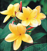 Sacuanjoche, flor nacional