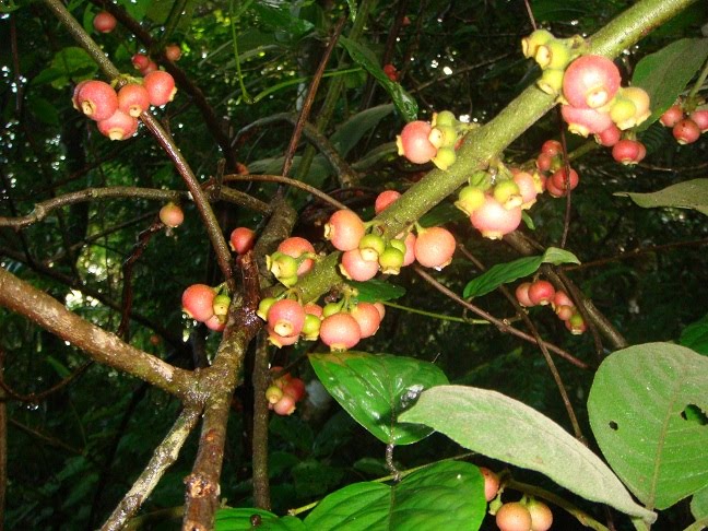 Finca El Tigre: Kids to the Waterfall, Big Spiders, Grapes, etc.