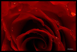 expression rose dew tenderness trapped petals delicately flowers drops inside