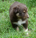Red Tri Puppy-almost 5 wks. old--$150@. They are shown above at 4 wks. Same puppies!