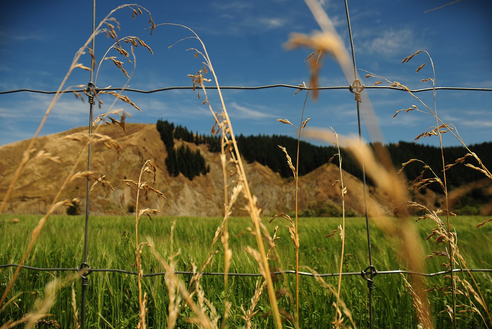 [fence©NicoleBarker.jpg]