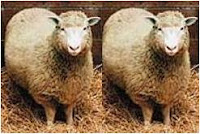 Dolly, la oveja clonada