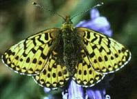 El 71% de las mariposas de Gran Bretaña corre peligro