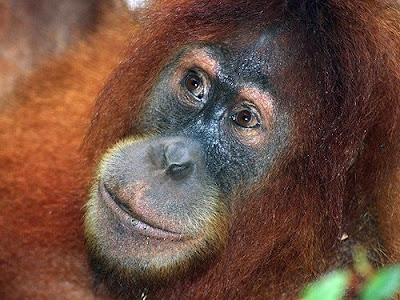 Orangután de Sumatra (Pongo abelii)