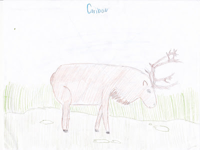 The American Woodland Caribou by Natalie Varadi: November 2010