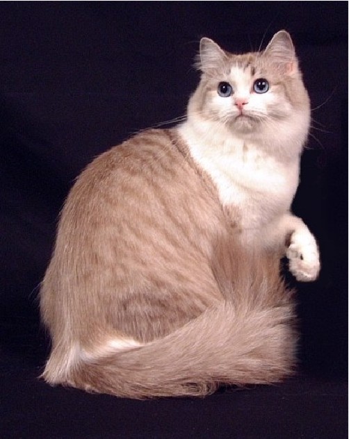 Ragamuffin Cat ~ Cat Breeds