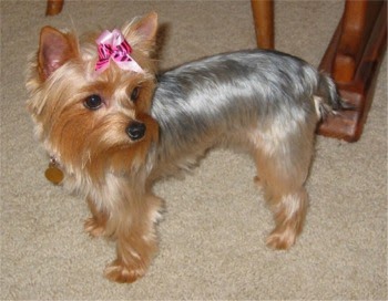 australian terrier haircut