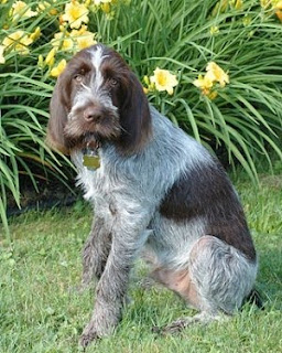 Spinone Italiano ~ Dog Breeds Database