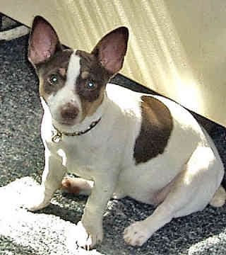 teddy roosevelt terrier colors