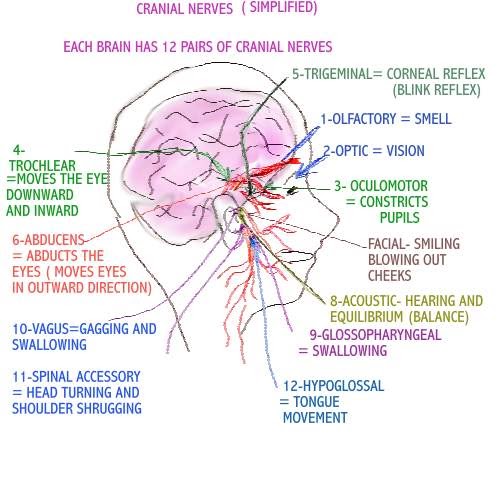 Dear Nurses Simplifying The Cranial Nerves