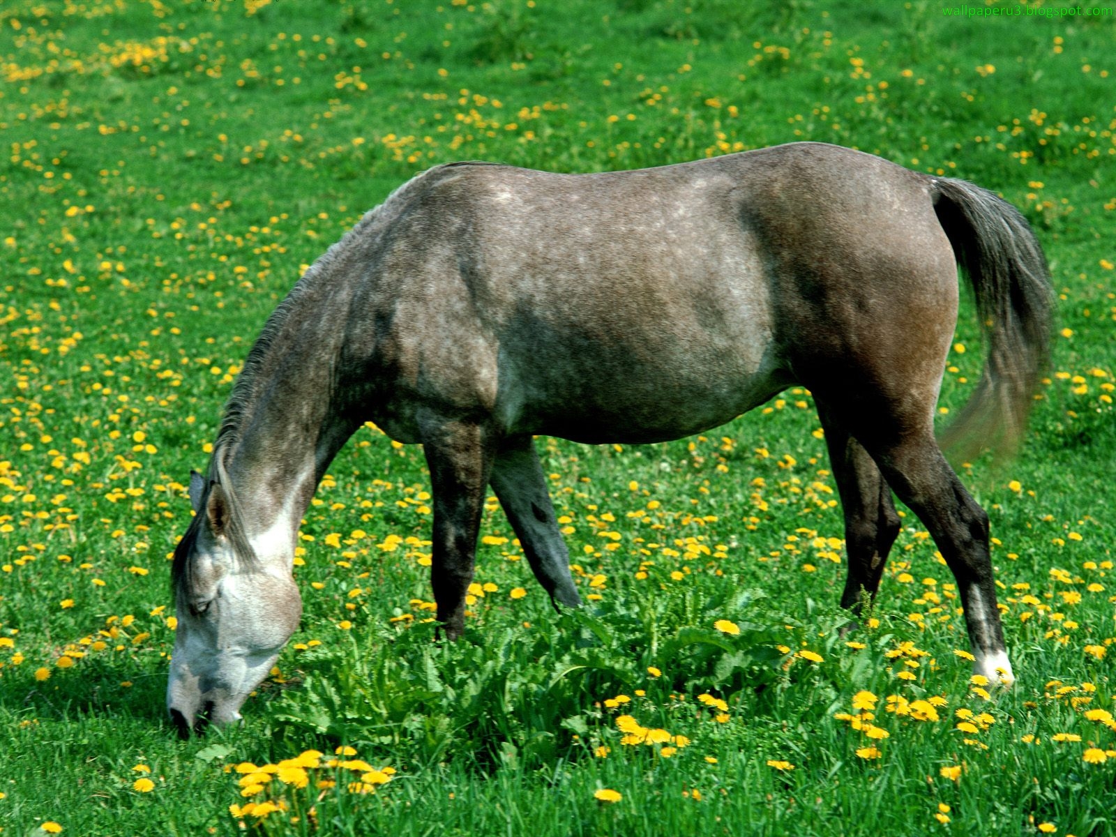 Лошадки 1 5. Картинки лошадей. Лошадь ест траву. Лошадка картинка. Татарская лошадь.