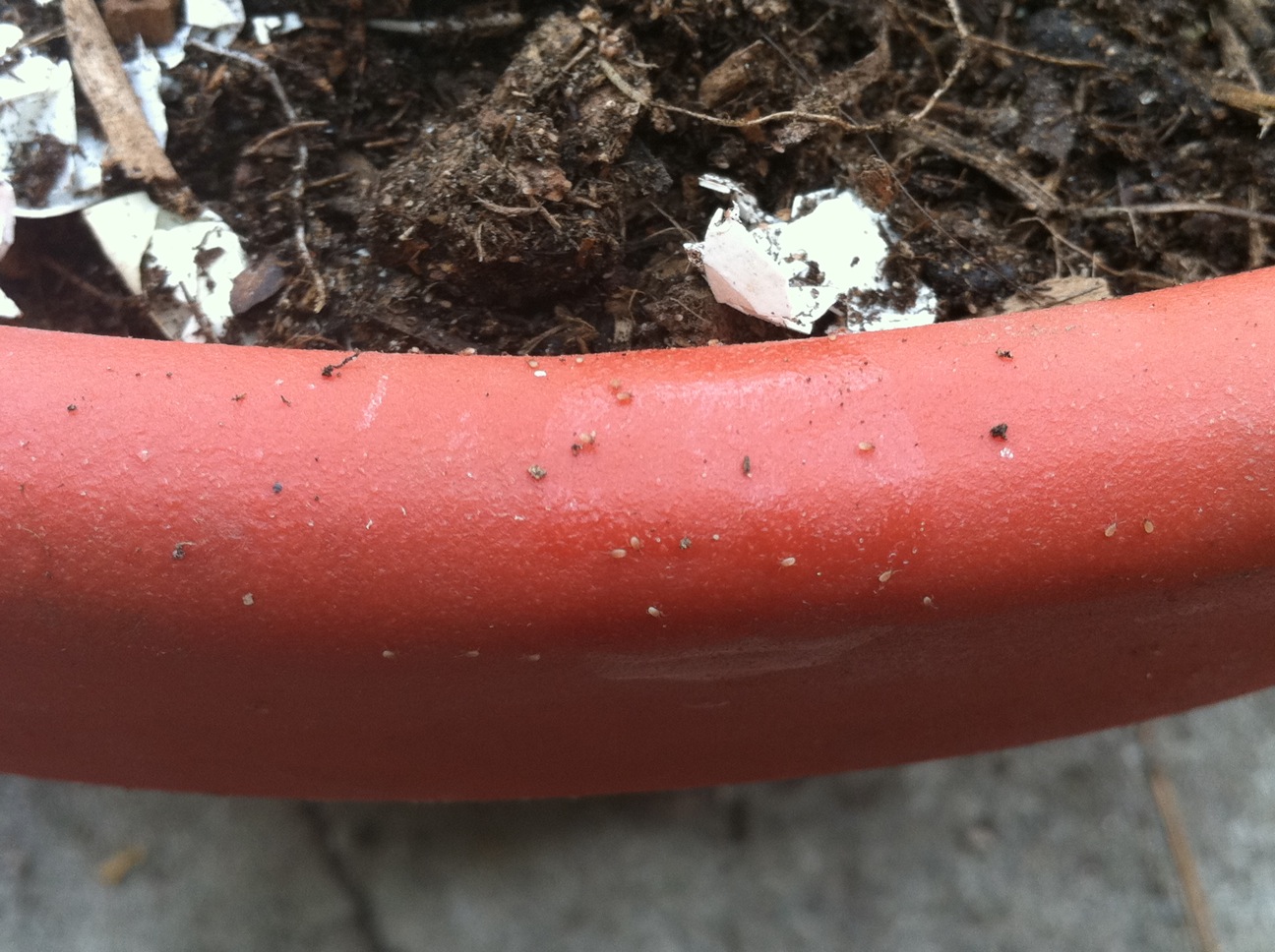Day in the Life of Lindsey: Tiny Whiteish Bugs in my Soil
