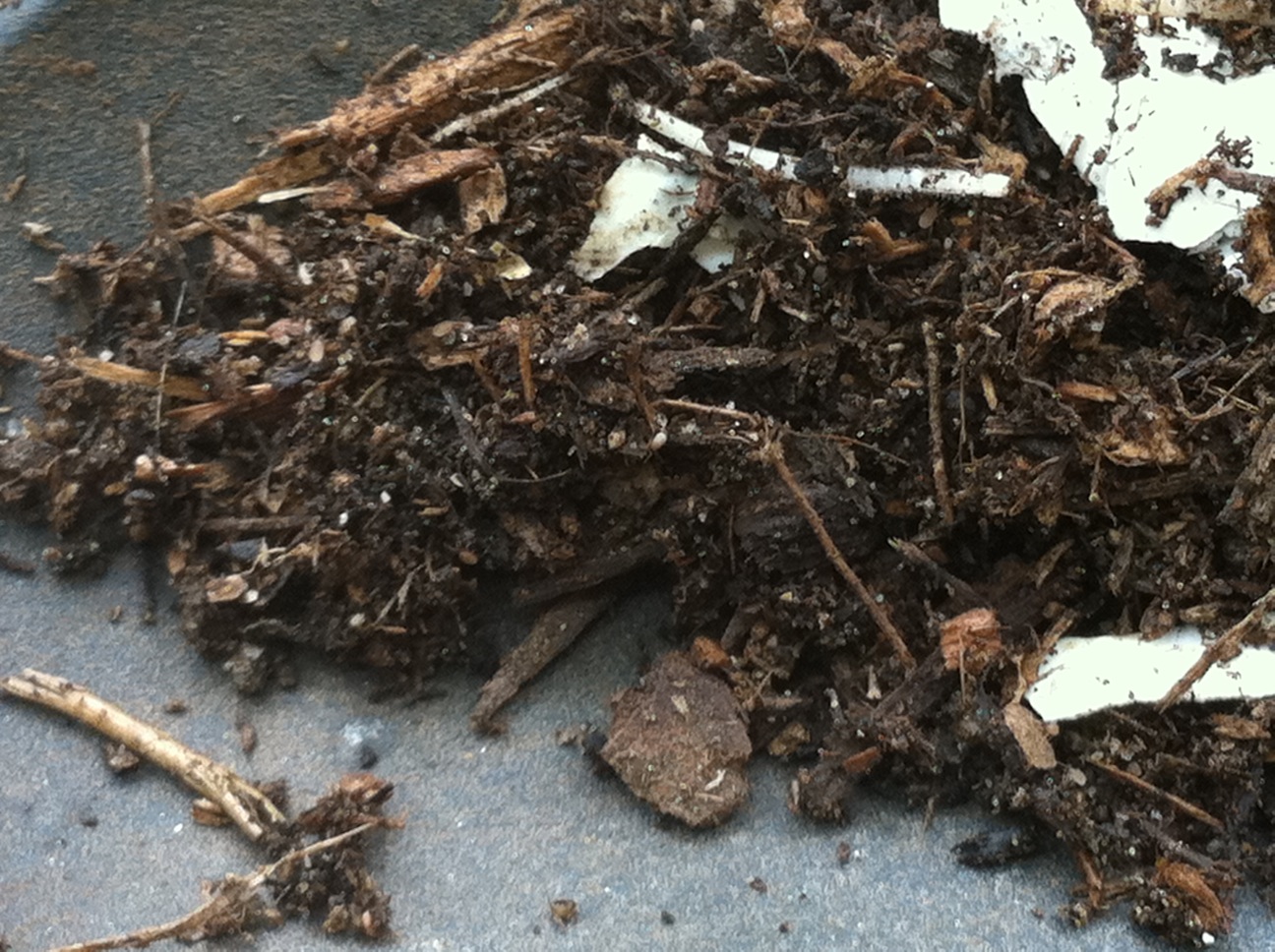 Bugs in plant soil information | chocmales