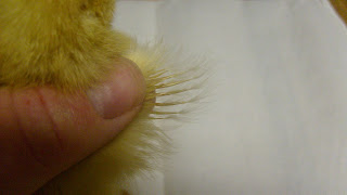 Chicken Chat: Help me wing-sex my chicks!