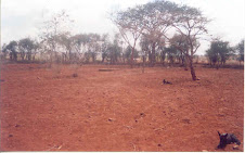 Mombuni Primary School-Garden