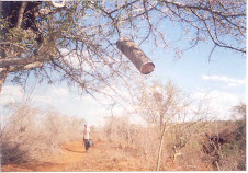 Traditional Beehives