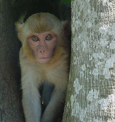 Macacus Rhesus.