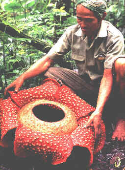 [Rafflesia-arnoldii.jpg]