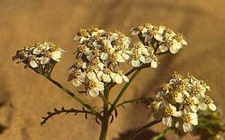 [ahmet-maranki-civanpercemi.jpg]