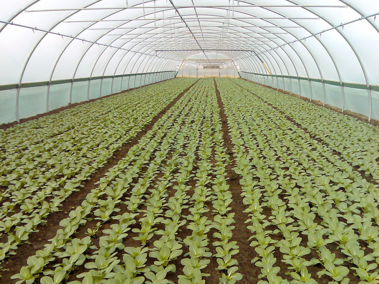 [pak+choi+tunnel.jpg]