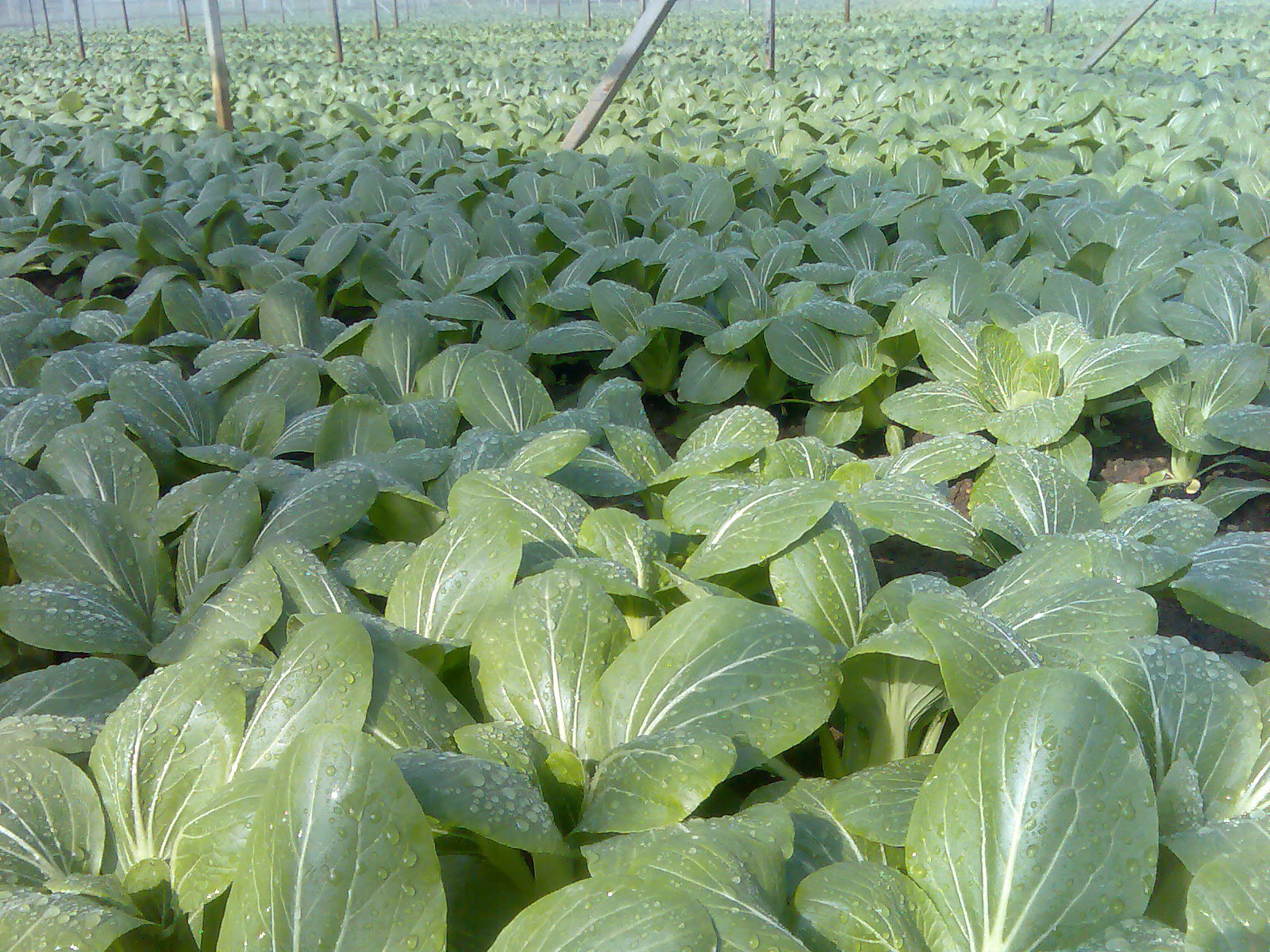 [pak+choi+greenhouse.jpg]
