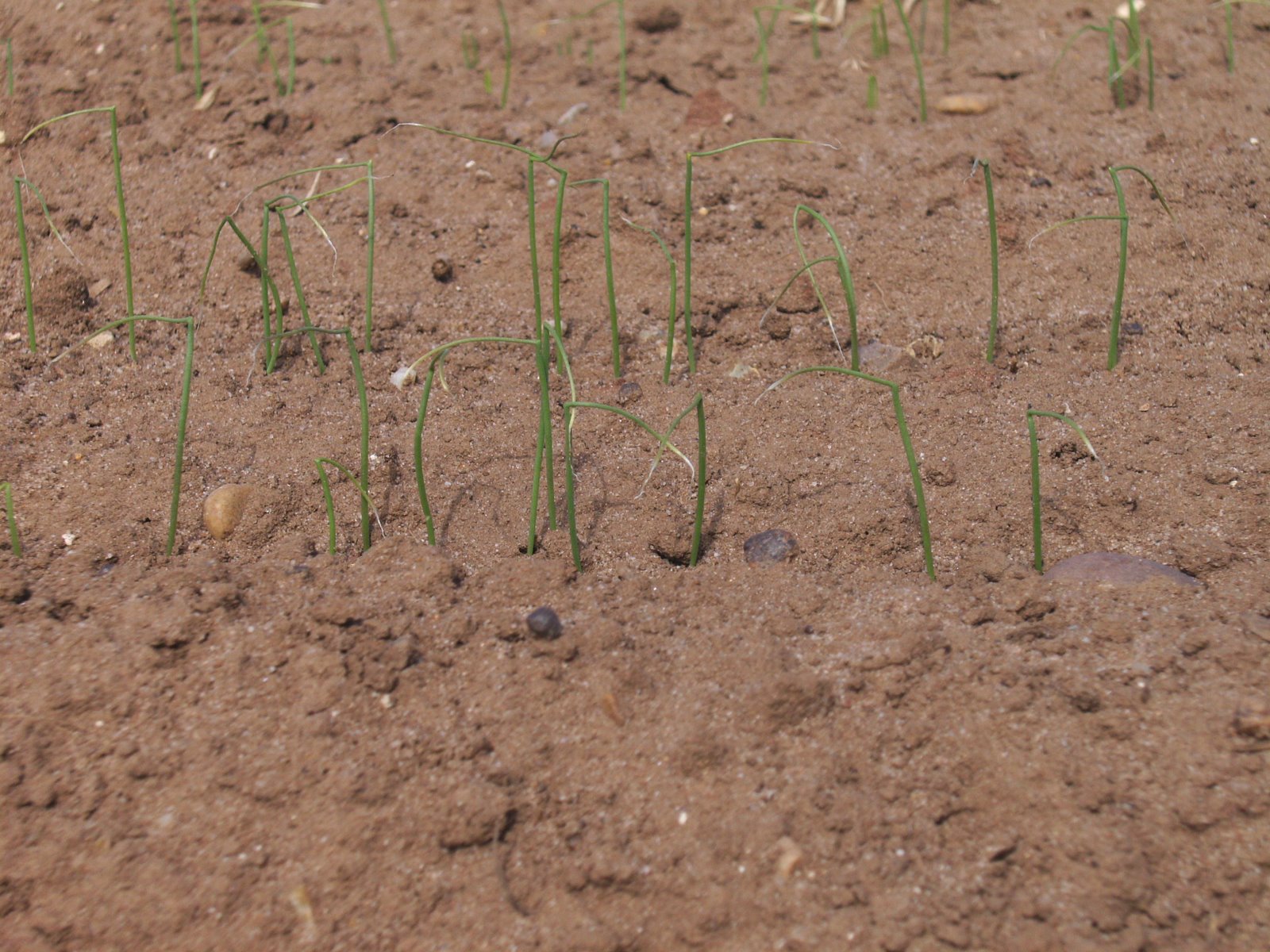 [salad+onion+seedlings.JPG]