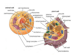 Biology Cells The Ultrastructure Of Plant Cells