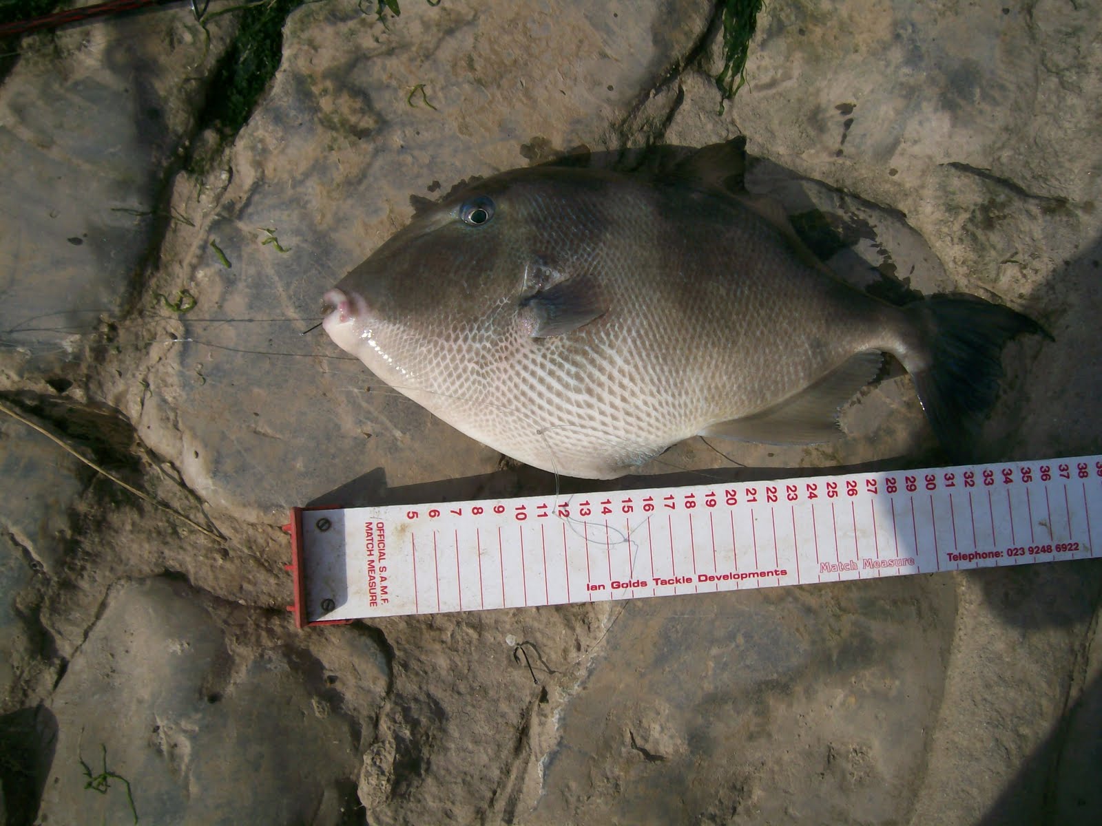 fishyfishy Pembrokeshire, Hobb's Point, Pembroke Dock.