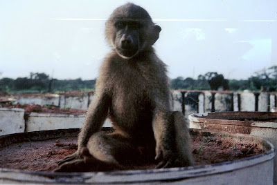 macaco-aranha com filhote, Fernanda Veloso.