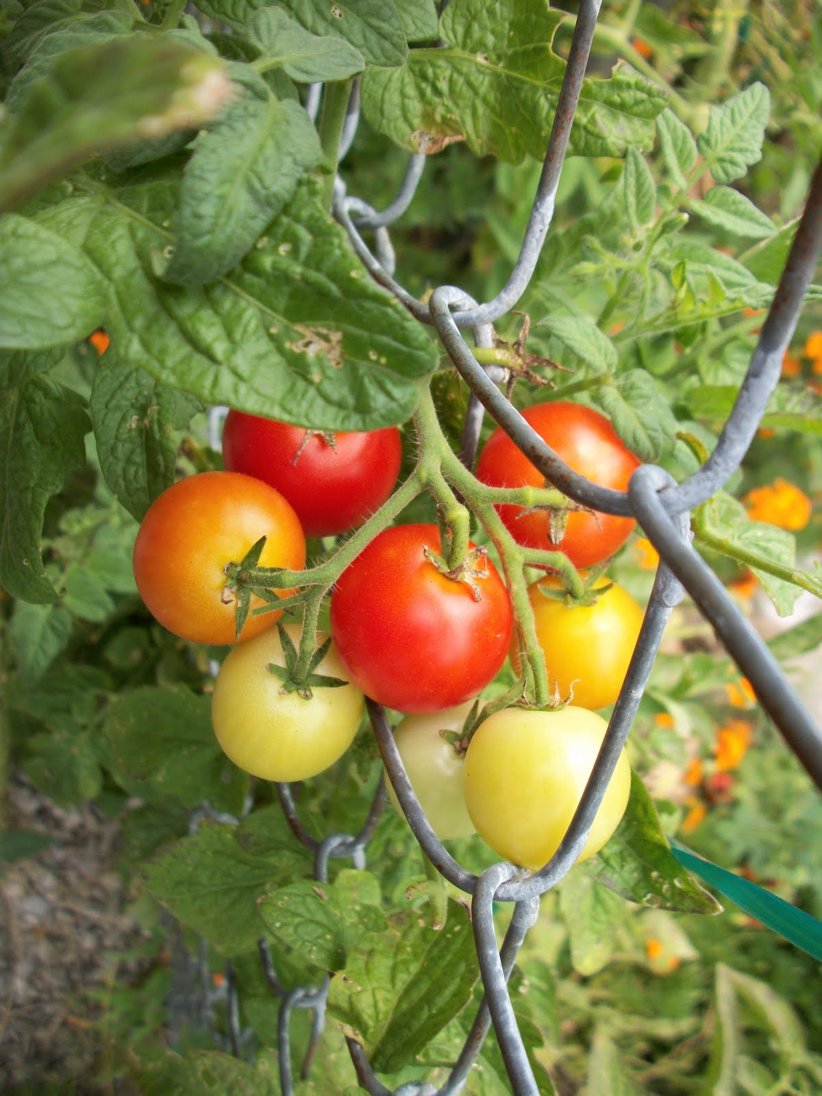 The Plant Manager's Rainy Day Blog: A Perennial Lesson on Annual Vegetables