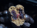 turta dulce Carre: in forma de stelute invelite in ciocolata cu umplutura de gem de mere si capsune