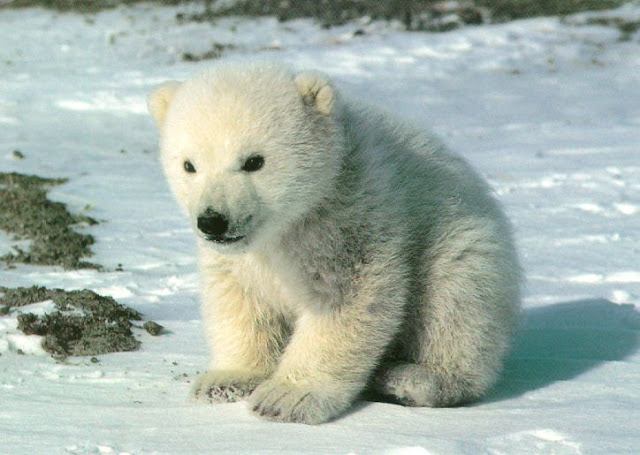 на чукотке белый медведь малыш