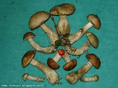 орнамент-из-чукотских-грибов